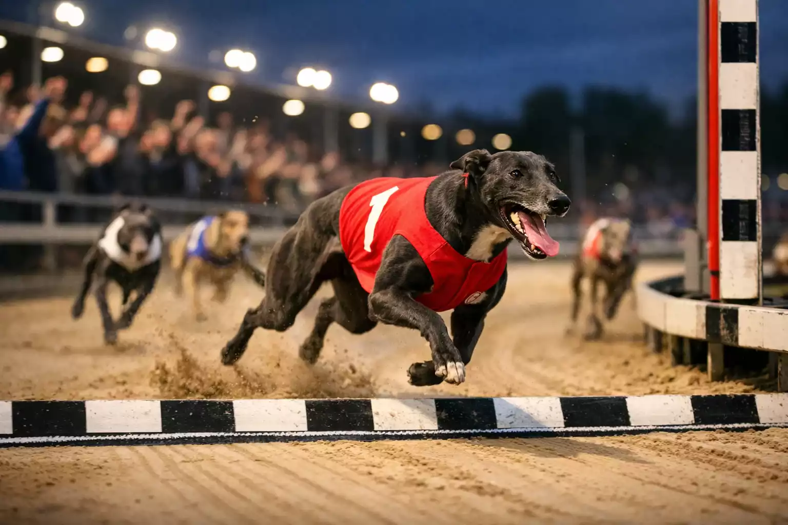 Greyhound favourite win rates UK betting
