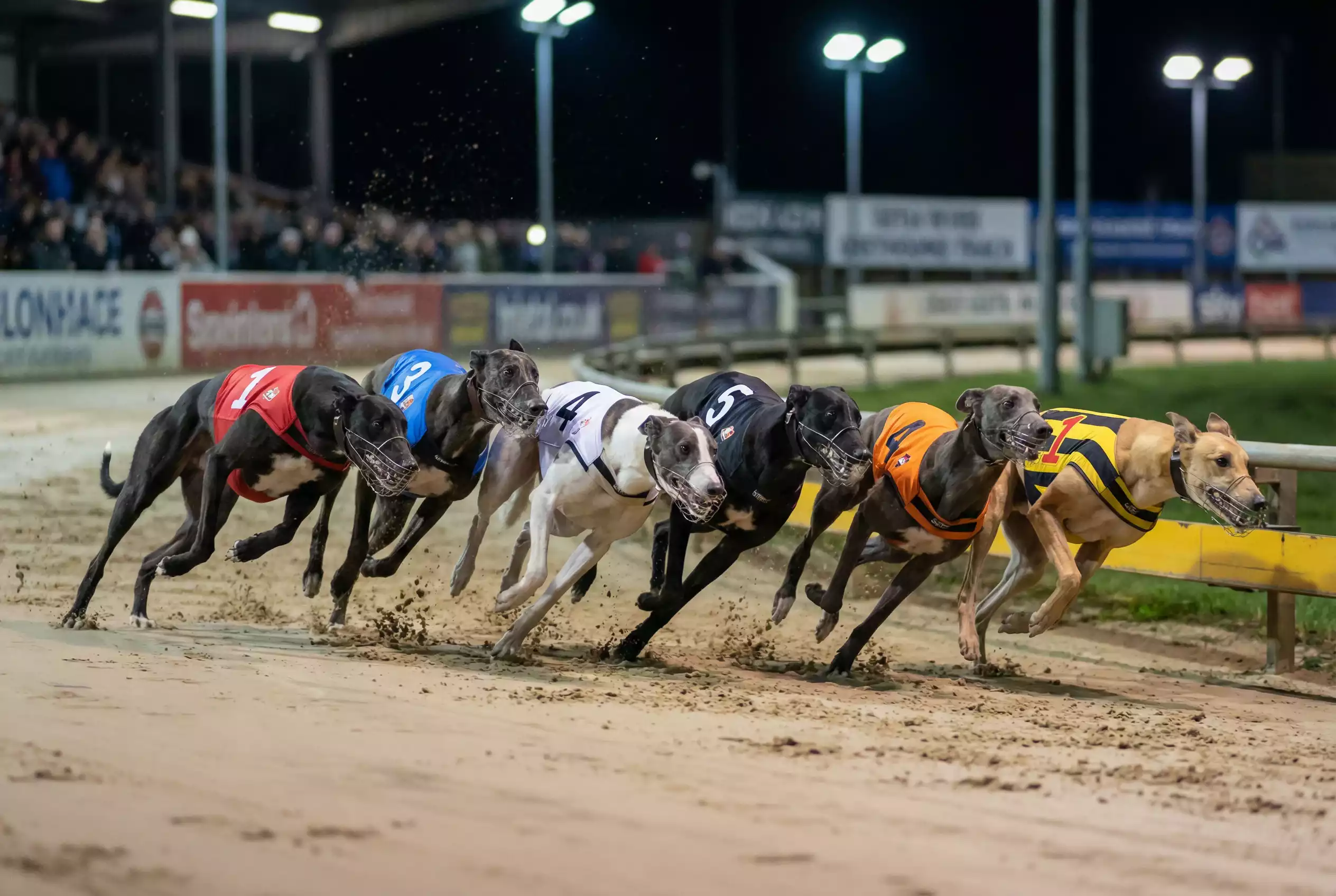 Six greyhounds bunched together entering first bend at UK track