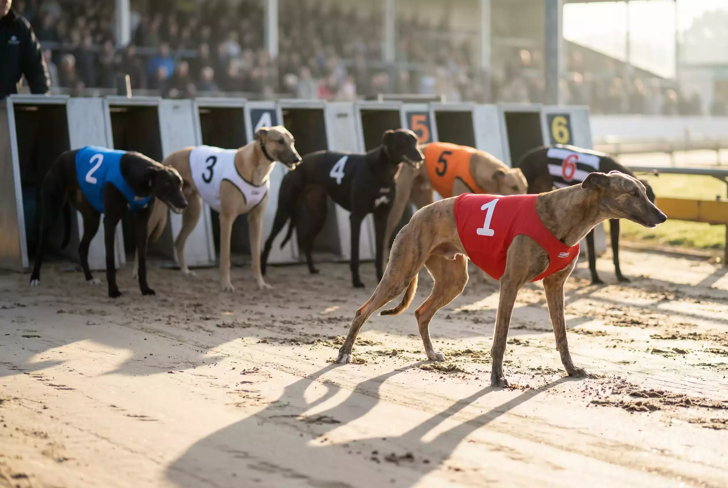Greyhound grading system UK racing