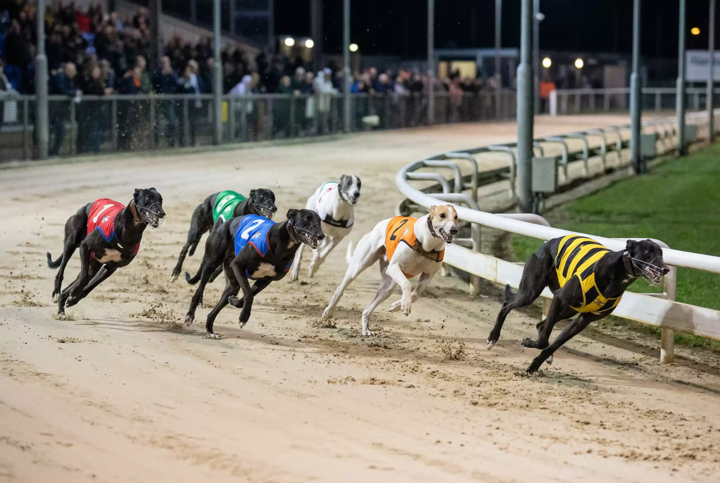 Greyhounds approaching first bend with inside and outside runners visible