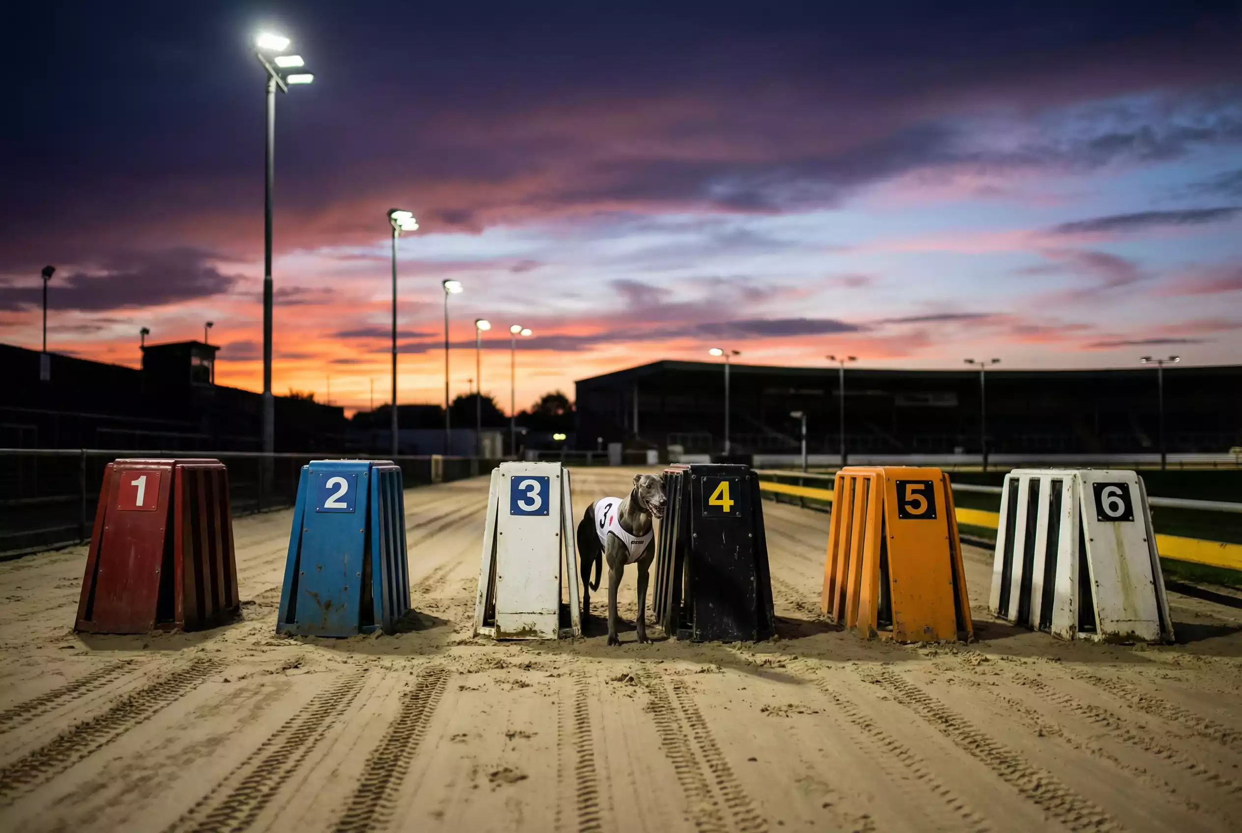 Six greyhound starting traps numbered 1 to 6 ready for race start