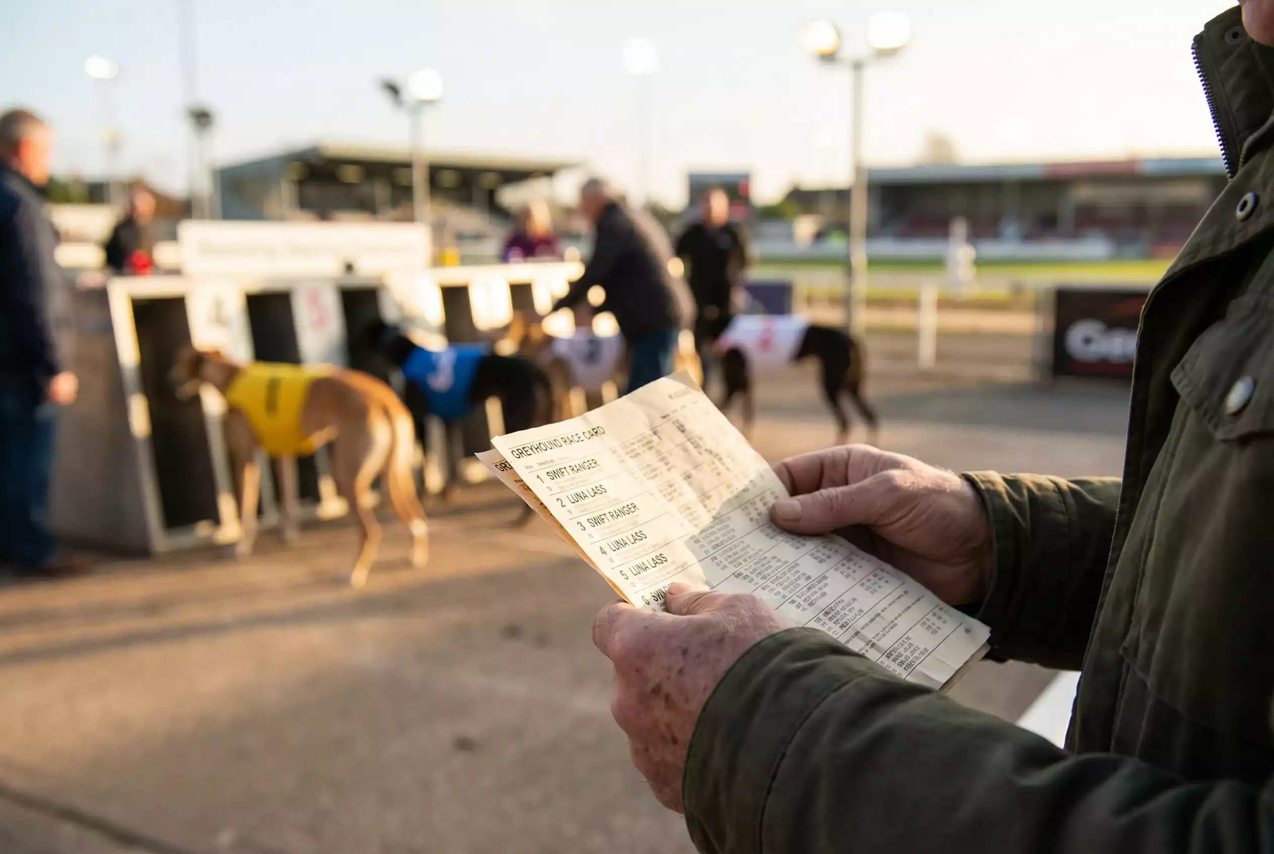 Greyhound race card reading guide