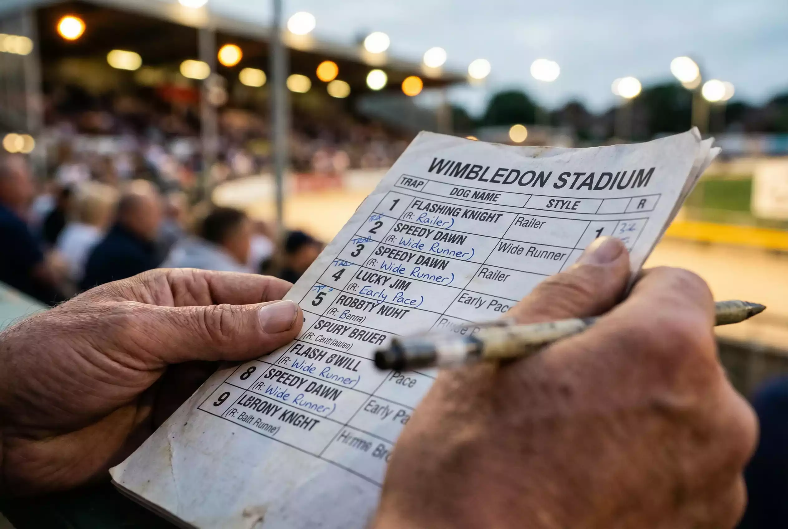 Punter studying a greyhound race card with trap allocations and running style classifications