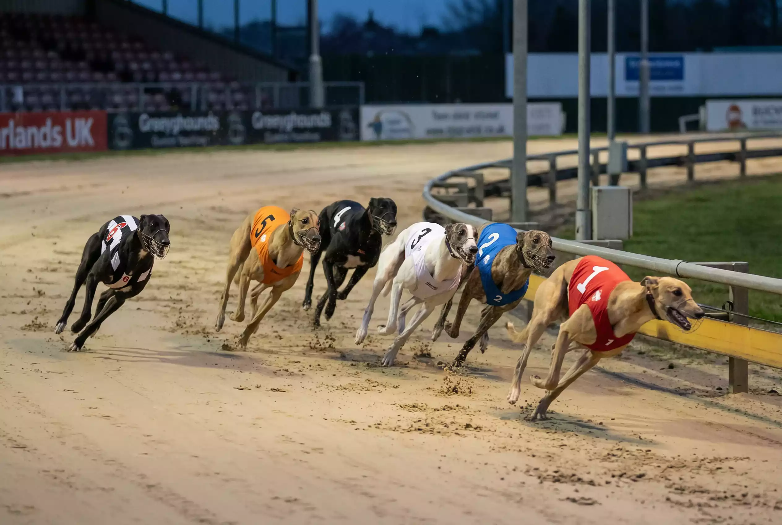 Greyhounds racing around the first bend showing trap position dynamics