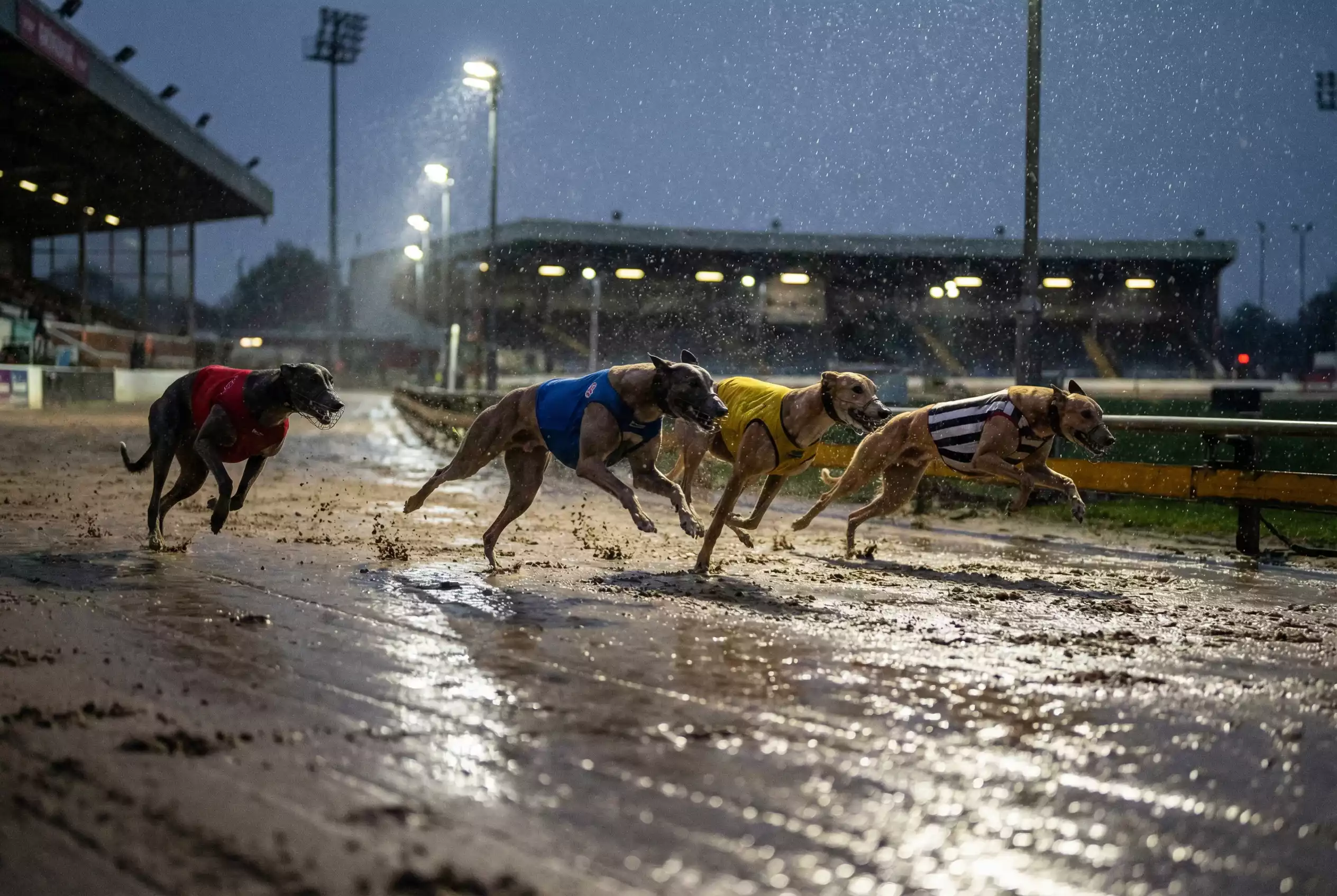 Greyhounds racing on wet sand track during rainy evening at UK stadium