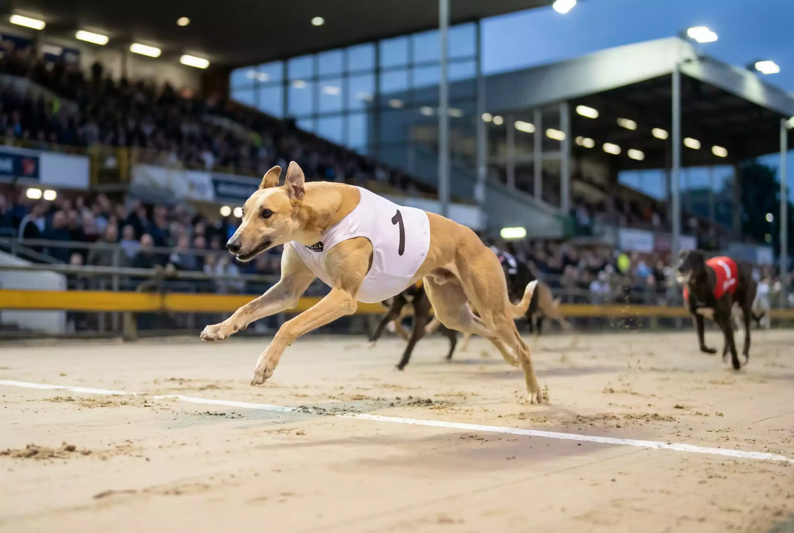 Greyhound wearing white jacket crossing finish line first at UK track