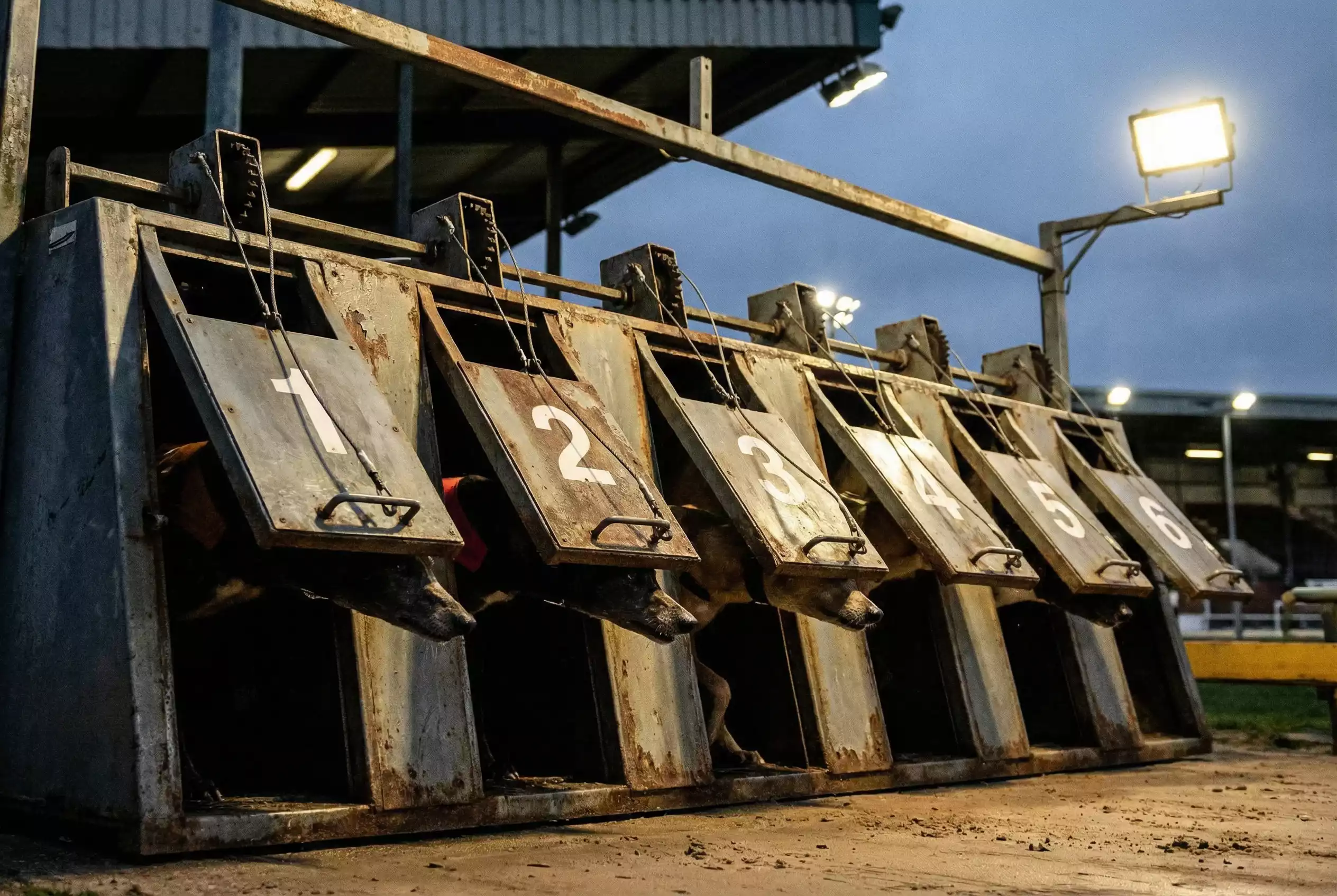 Greyhound starting trap mechanics