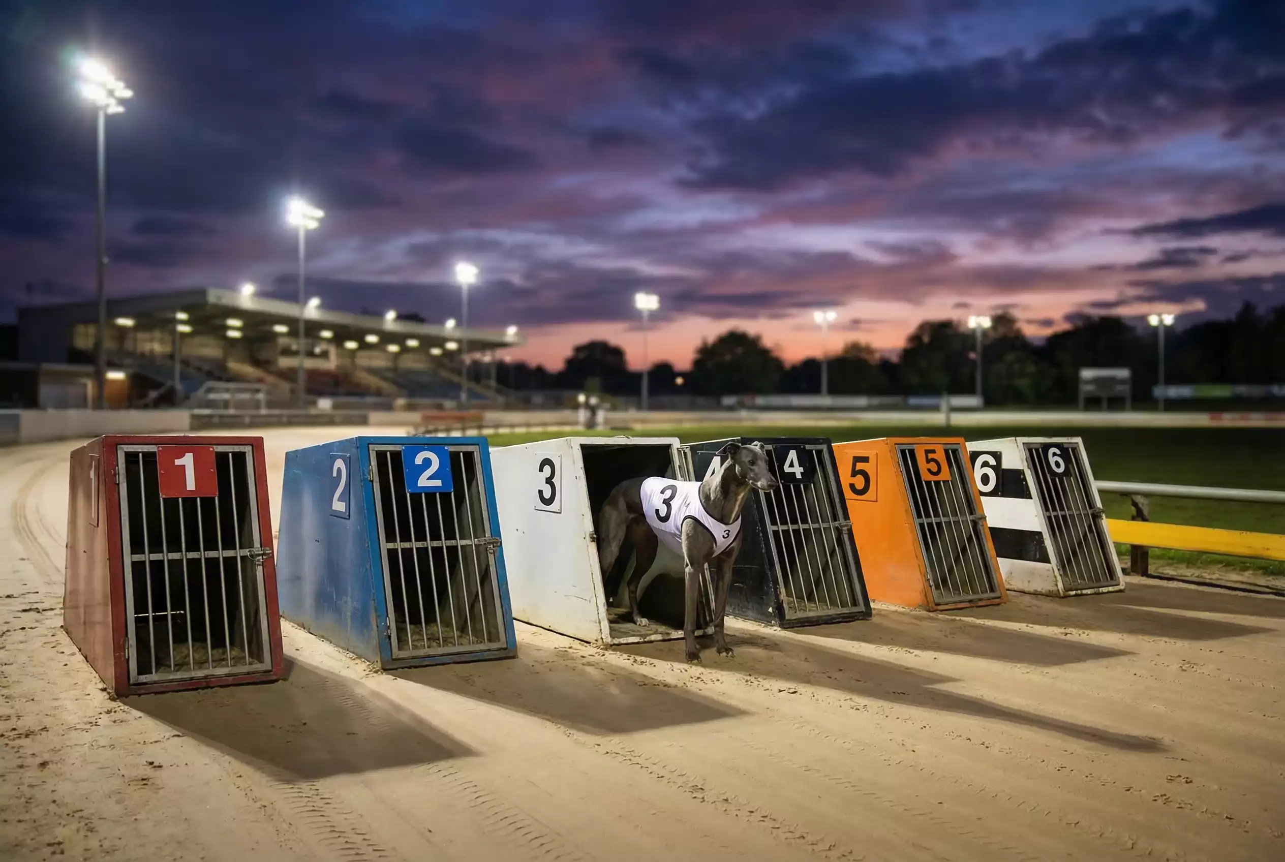 Greyhound trap statistics UK showing track win rates data