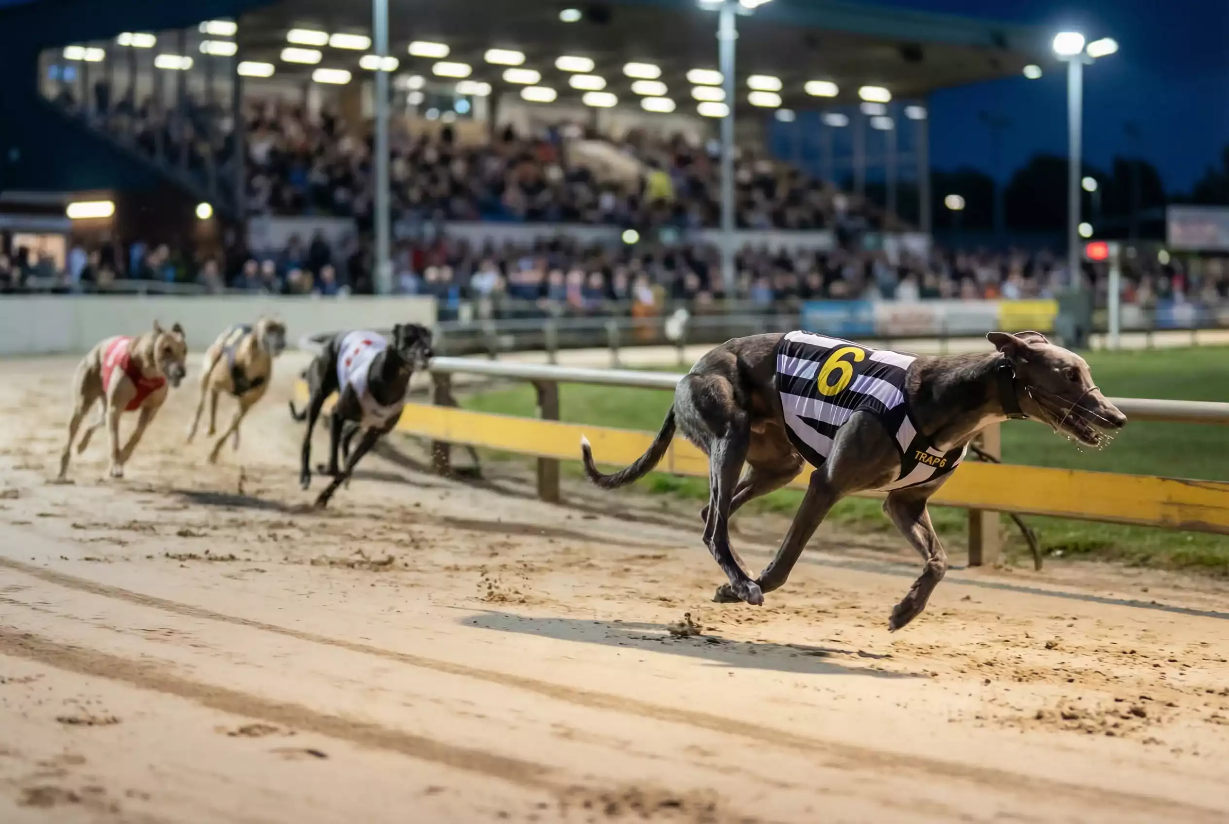 Harlow greyhound stadium trap 6 statistics